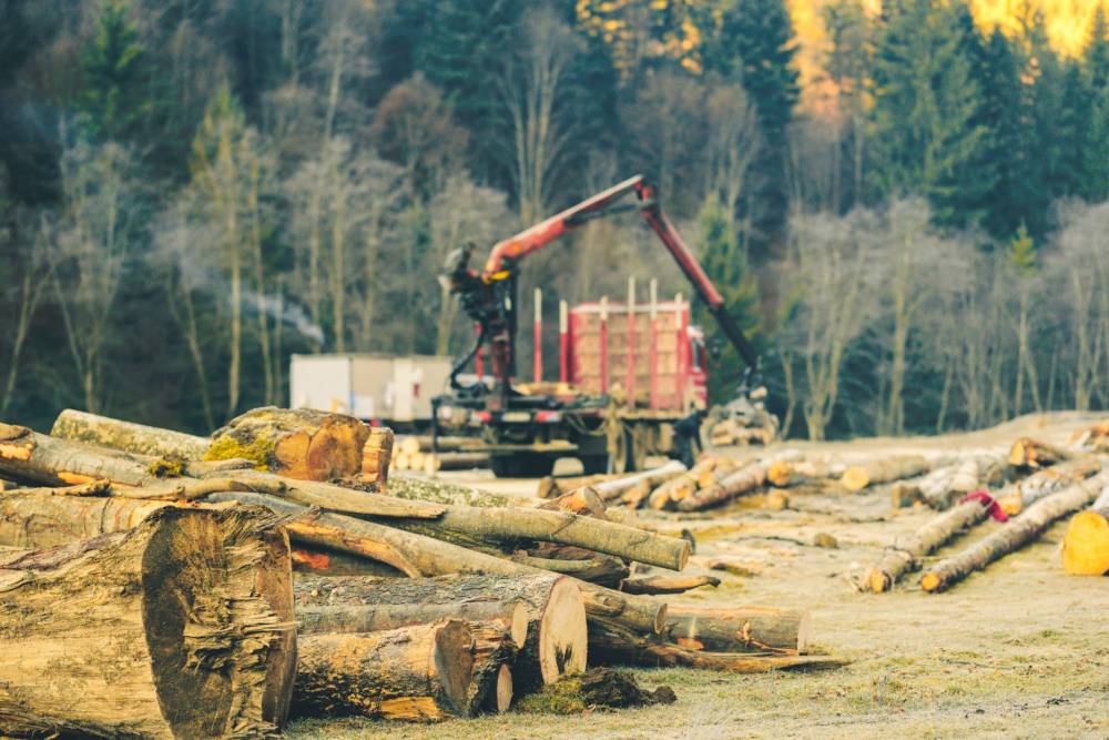Travaux forestier à Sabres