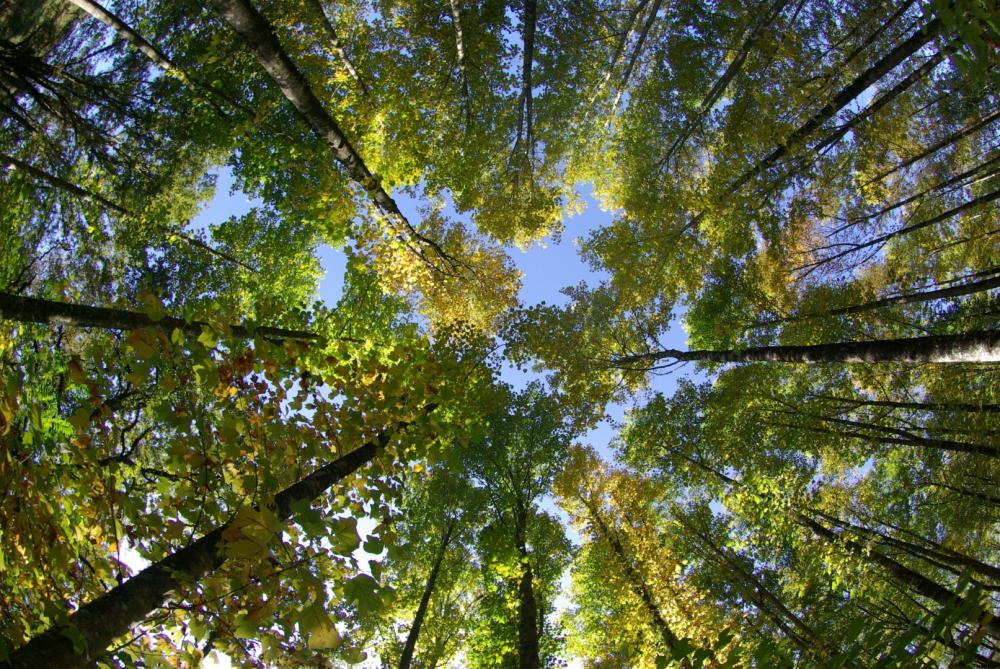 forêt