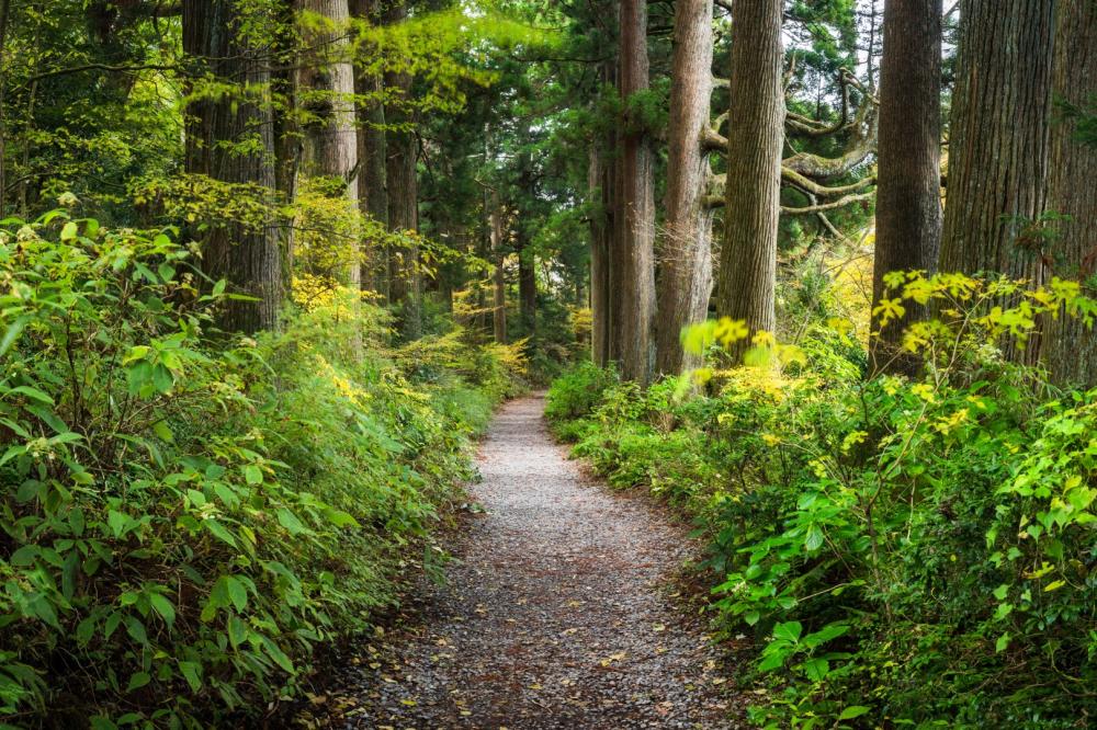 santier forêt