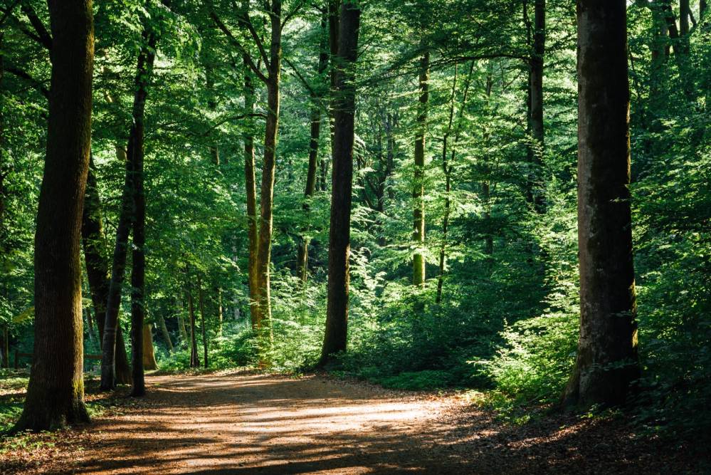 espace forêt